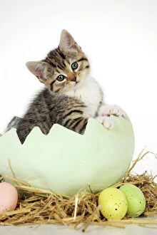 Images Dated 23rd April 2010: CAT. Kitten sitting in egg