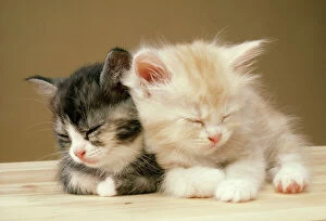 Related Images Collection: Cat Two Kittens asleep