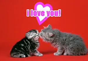 Cat - Kittens kissing under a valentines heart Cat - Kittens kissing under a valentines heart