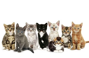 Images Dated 4th December 2009: Cat - kittens line-up Digital Manipulation: Cats: JD-13392. JD-19530. JD-19878. JD-13867
