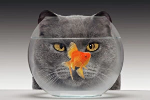 Prey Collection: Cat - looks at Goldfish in bowl