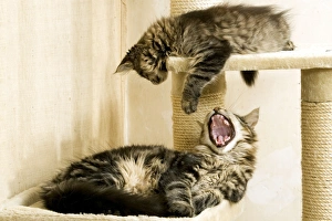 Cat - Maine Coon, adult and kitten Cat - Maine Coon, adult and kitten
