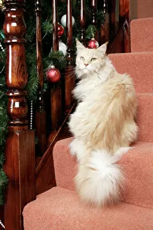 Images Dated 4th January 2008: CAT. Maine Coon cat on stairs + Christmas decorations