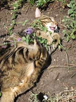 Cat - male Tabby rolling ecstatically on Cat-nip plants & appears quite intoxicated Cat - male Tabby rolling ecstatically on Cat-nip plants & appears quite intoxicated