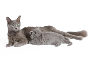 Cat - Nebelung - Cat with kitten Cat - Nebelung - Cat with kitten