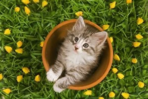 Images Dated 16th June 2000: Cat - Norwegian forest kitten in flowerpot with flowers