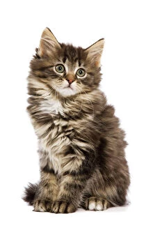 Images Dated 29th May 2009: Cat - Norwegian Forest kitten in studio