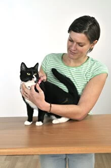 Cat Flea Gallery: Cat - owner fitting cats collar