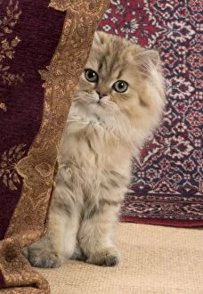 Images Dated 14th August 2014: Cat Persian Chinchilla 14 week old kitten Golden