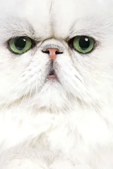 Persians Gallery: Cat - Persian Chinchilla