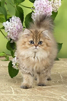Images Dated 31st July 2014: Cat Persian Chinchilla Golden 14 week old kitten