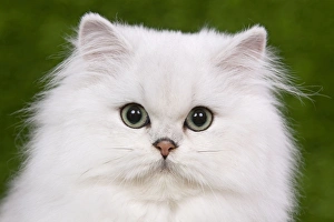 Persians Gallery: Cat - Persian Chinchilla - Kitten