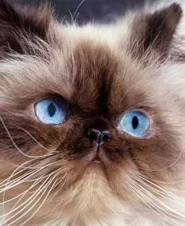 Cat - Persian Chocolate Point - close-up of face Cat - Persian Chocolate Point - close-up of face