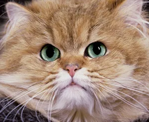 Persians Gallery: Cat - Persian Golden Shaded