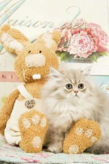 Cat - Persian kitten by rabbit cuddly toy Cat - Persian kitten by rabbit cuddly toy