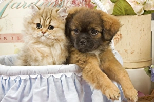 Cat - Persian kitten with Tibetan spaniel puppy Cat - Persian kitten with Tibetan spaniel puppy
