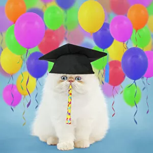 Persians Gallery: Cat - Persian kitten wearing graduation cap surrounded by balloons Date: 30-09-2011