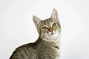 John Daniels Wildlife Photographer Prints: Cat - Pixie-Bob