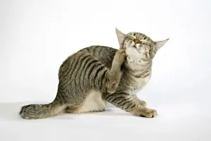 Pet Photography Art Prints: Cat - Pixie-Bob scratching