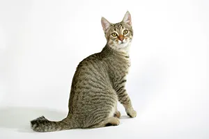 Cat - Pixie-Bob sitting looking around Cat - Pixie-Bob sitting looking around