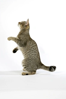 Cat - Pixie-Bob standing on back legs Cat - Pixie-Bob standing on back legs
