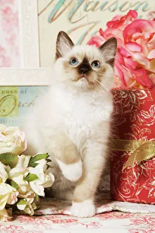 <b class=qtipBold><figcaption>Cat - Ragdoll Seal kitten</figcaption></b><br>LA-4031 Cat - Ragdoll Seal kitten Jean Michel Labat Please note that prints are for personal display purposes only and may not be reproduced in any way.<br><em>© J.M.Labat/ardea.com</em> Cat - Ragdoll Seal kitten