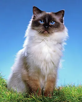 <b class=qtipBold><figcaption>CAT - Ragdoll Seal Point</figcaption></b><br>LA-1598 CAT - Ragdoll Seal Point Jean Michel Labat Please note that prints are for personal display purposes only and may not be reproduced in any way.<br><em>© J. M. Labat / ardea.com</em> CAT - Ragdoll Seal Point