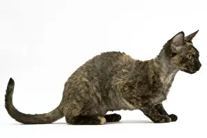 Jean Michel Labat Art Prints: Cat - Rex Devon, tortoiseshell