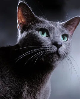 <b class=qtipBold><figcaption>Cat - Russian Blue</figcaption></b><br>LA-2345 Cat - Russian Blue Jean Michel Labat Please note that prints are for personal display purposes only and may not be reproduced in any way.<br><em>© J. M. Labat / ardea.com</em> Cat - Russian Blue