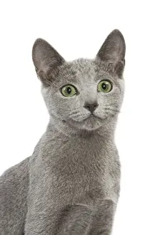 Russian Blue Cat Print (LA-5455)