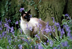 CAT - Seal Point Siamese