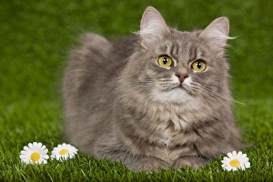 Cat - Siberian Blue Mackerel Tabby - sitting down on grass amongst flowers Cat - Siberian Blue Mackerel Tabby - sitting down on grass amongst flowers