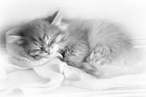 Cat - Siberian kitten sleeping Cat - Siberian kitten sleeping