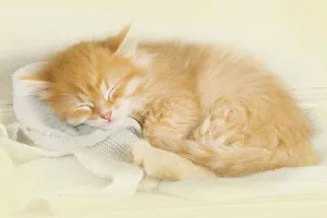 <b class=qtipBold><figcaption>Cat - Siberian kitten sleeping</figcaption></b><br><em>© J. M. Labat / ardea.com</em> Cat - Siberian kitten sleeping