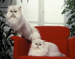 Cat - Silver Shaded Persian Chinchillas - sitting on red office chair Cat - Silver Shaded Persian Chinchillas - sitting on red office chair