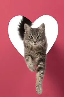 CAT, sliver grey tabby cat jumping through pink heart shaped hole,studio CAT, sliver grey tabby cat jumping through pink heart shaped hole,studio