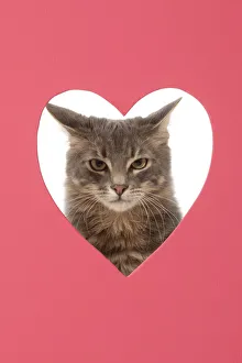 CAT, sliver grey tabby cat looking grumpy, through pink heart shaped hole,studio CAT, sliver grey tabby cat looking grumpy, through pink heart shaped hole,studio