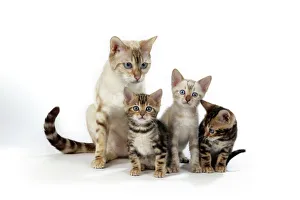 CAT - Snow Marble blue-eyed Bengal & kitten & Brown Marble blue-eyed Bengal kittens - 6 weeks old CAT - Snow Marble blue-eyed Bengal & kitten & Brown Marble blue-eyed Bengal kittens - 6 weeks old