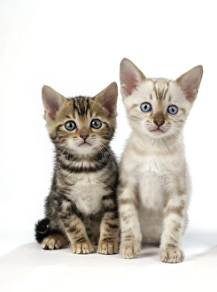 CAT. Snow Marble & Brown Marble blue-eyed Bengal kittens - 6 weeks old CAT. Snow Marble & Brown Marble blue-eyed Bengal kittens - 6 weeks old