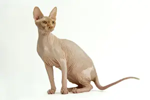 Prints of LA-1924 Cat - Sphynx Jean Michel Labat Please note that prints are for personal display purposes only and may not be reproduced in any way. Sphynx Prints: Cat - Sphinx LA-1924 Print