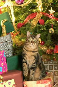 Images Dated 21st October 2004: Cat - Tabby cat surrounded by presents & Christmas tree