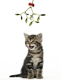 CAT - Tabby Kiten under Mistletoe CAT - Tabby Kiten under Mistletoe
