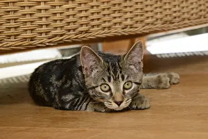 CAT. Tabby kitten, 17 weeks old, laying on the floor under some furniture Date: 18-03-2019 CAT. Tabby kitten, 17 weeks old, laying on the floor under some furniture Date: 18-03-2019