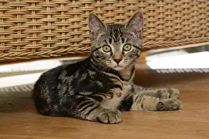 CAT. Tabby kitten, 17 weeks old, laying on the floor under some furniture Date: 18-03-2019 CAT. Tabby kitten, 17 weeks old, laying on the floor under some furniture Date: 18-03-2019