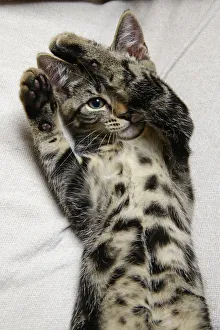 CAT. Tabby kitten laying on its back with paws up hiding its face.one eye showing Date: 18-03-2019 CAT. Tabby kitten laying on its back with paws up hiding its face.one eye showing Date: 18-03-2019