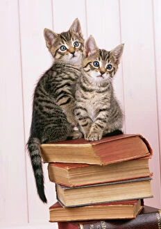 CAT - two tabby kittens on books