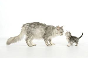 Cat. Tiffanie cat. Mother looking at six week old kitten Cat. Tiffanie cat. Mother looking at six week old kitten