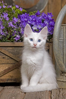 <b class=qtipBold><figcaption>Cat - Turkish Angora kitten</figcaption></b><br><em>© J. M. Labat / ardea.com</em> Cat - Turkish Angora kitten
