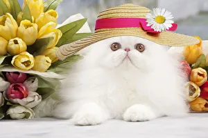 Cat - White persian wearing an Easter bonnet amongst flowers Date: 28-04-2013 Cat - White persian wearing an Easter bonnet amongst flowers Date: 28-04-2013