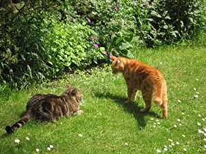 Cat - x2 male Cats resident Tabby, the younger Cat in submissive pose Cat - x2 male Cats resident Tabby, the younger Cat in submissive pose